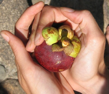 How to open purple mangosteen