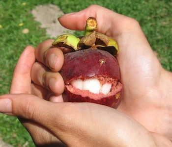 How to open purple mangosteen