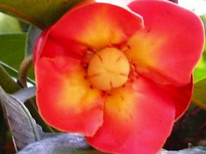 Purple Mangosteen flower