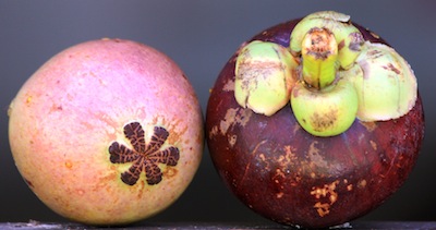 Purple mangosteen organic wyalla garden