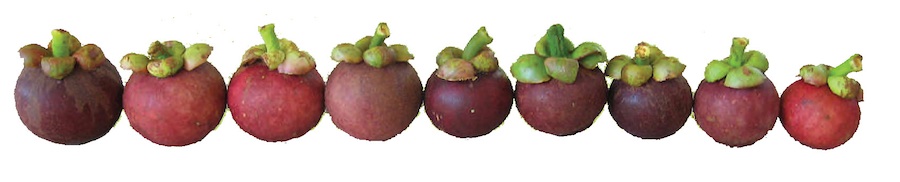 selecting your mangosteen