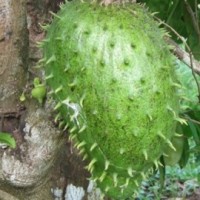 Soursop