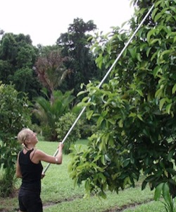 wyalla-gardens-visa-working-on-farm-qld-250x300-a