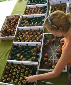 wyalla gardens visa working on farm qld